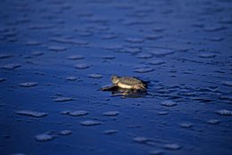Archipel-des-Comores;-Bébé-tortue;-Écume;-Faune;-France;-Kaleidos;-Kaleidos-images;-La-parole-à-limage;-Laurent-Abad;-Mayotte;-Nature;-Océan-Indien;-Sable-noir;-Stories-Pictures;-Tortue-marine